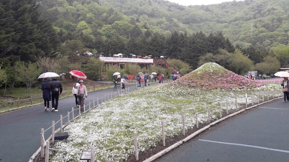 A Rainy Day at the Shiba-sakura Festival, Japan!