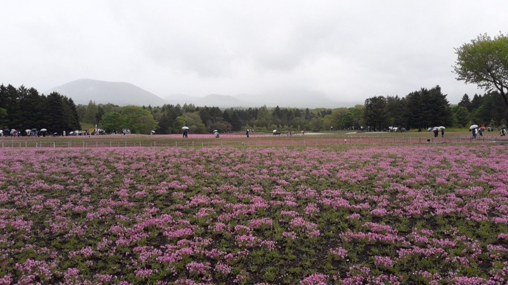 A Rainy Day at the Shiba-sakura Festival, Japan!