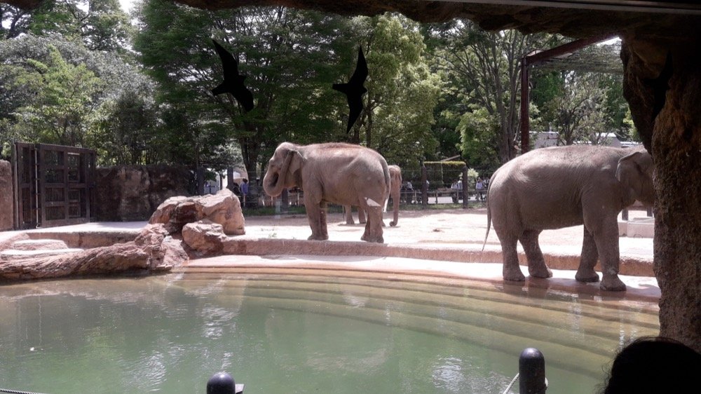 A Day at the Ueno Zoo in Tokyo, Japan!