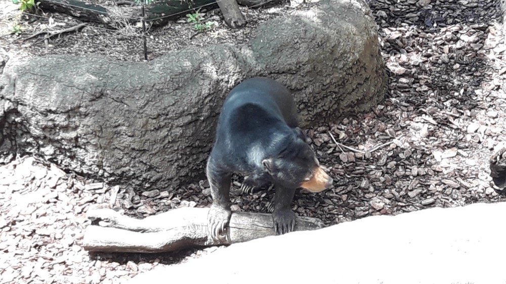 A Day at the Ueno Zoo in Tokyo, Japan!