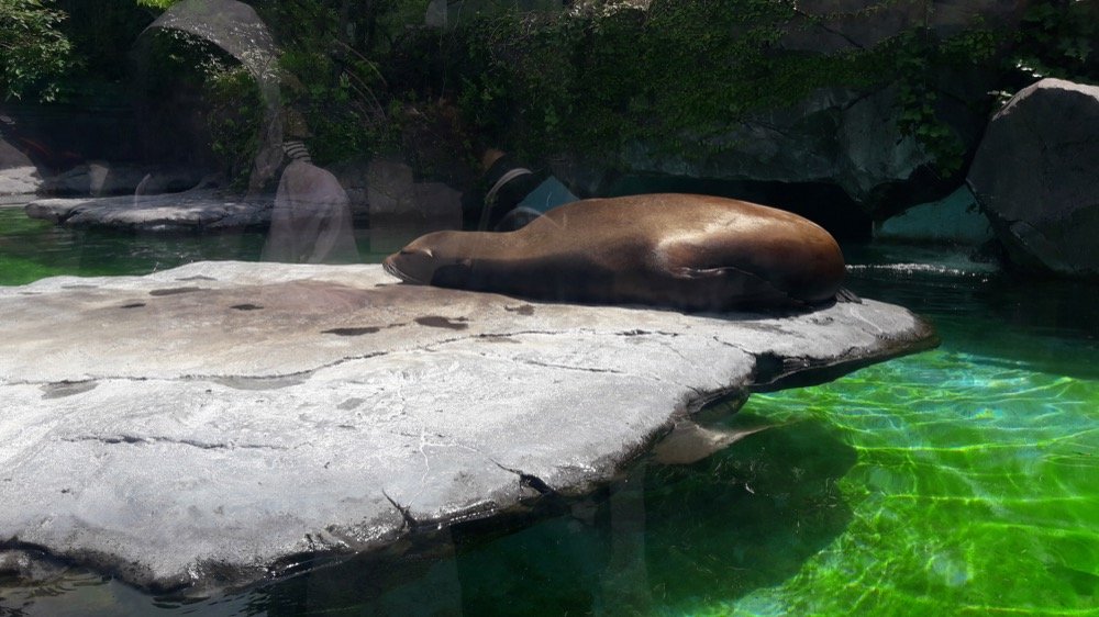 A Day at the Ueno Zoo in Tokyo, Japan!