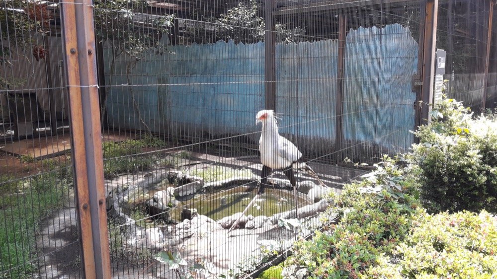 A Day at the Ueno Zoo in Tokyo, Japan!