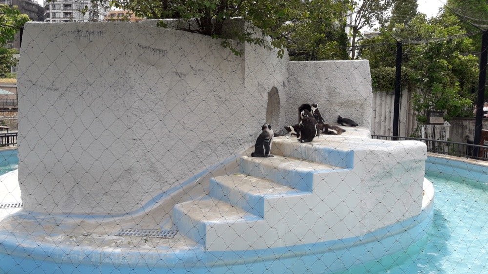 A Day at the Ueno Zoo in Tokyo, Japan!