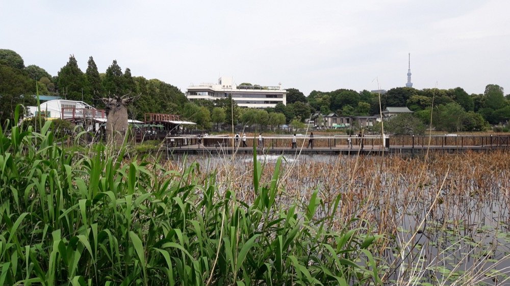 A Day at the Ueno Zoo in Tokyo, Japan!