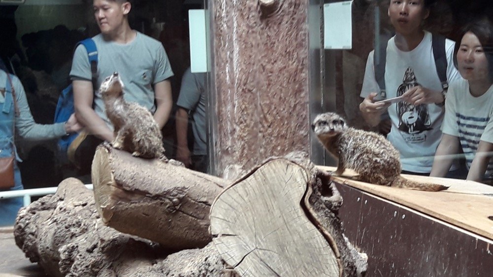 A Day at the Ueno Zoo in Tokyo, Japan!