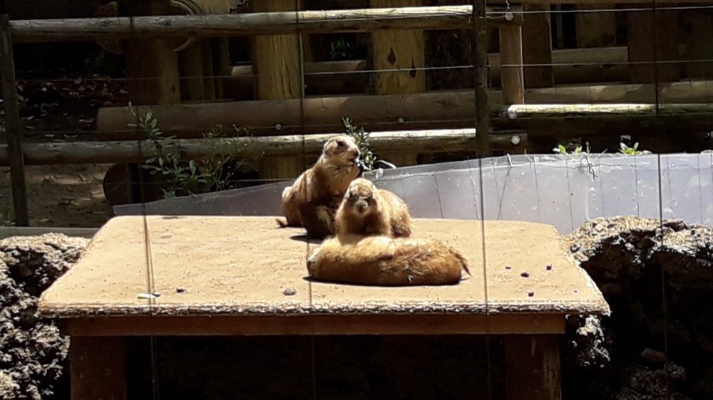 A Day at the Ueno Zoo in Tokyo, Japan!