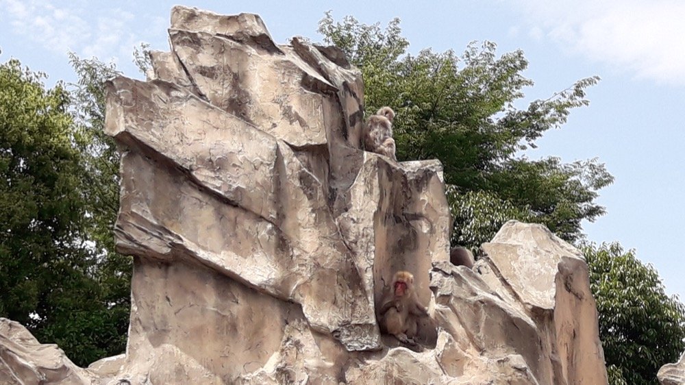 A Day at the Ueno Zoo in Tokyo, Japan!