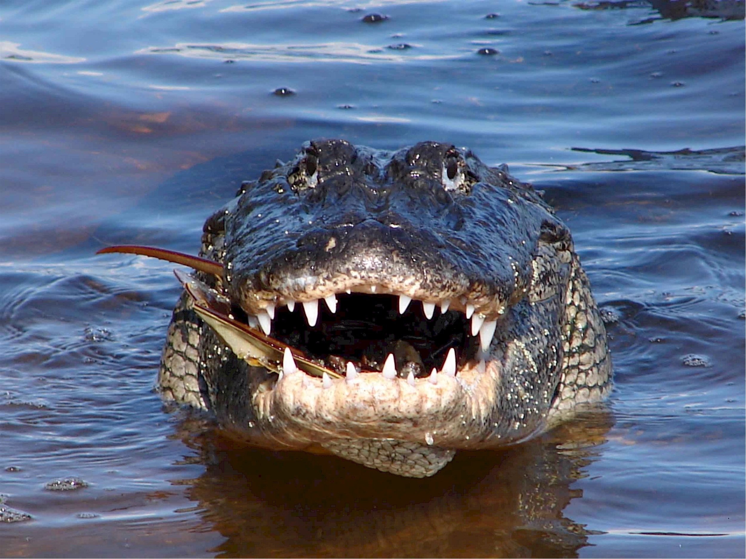 Close up of Alligator mississippiensis.