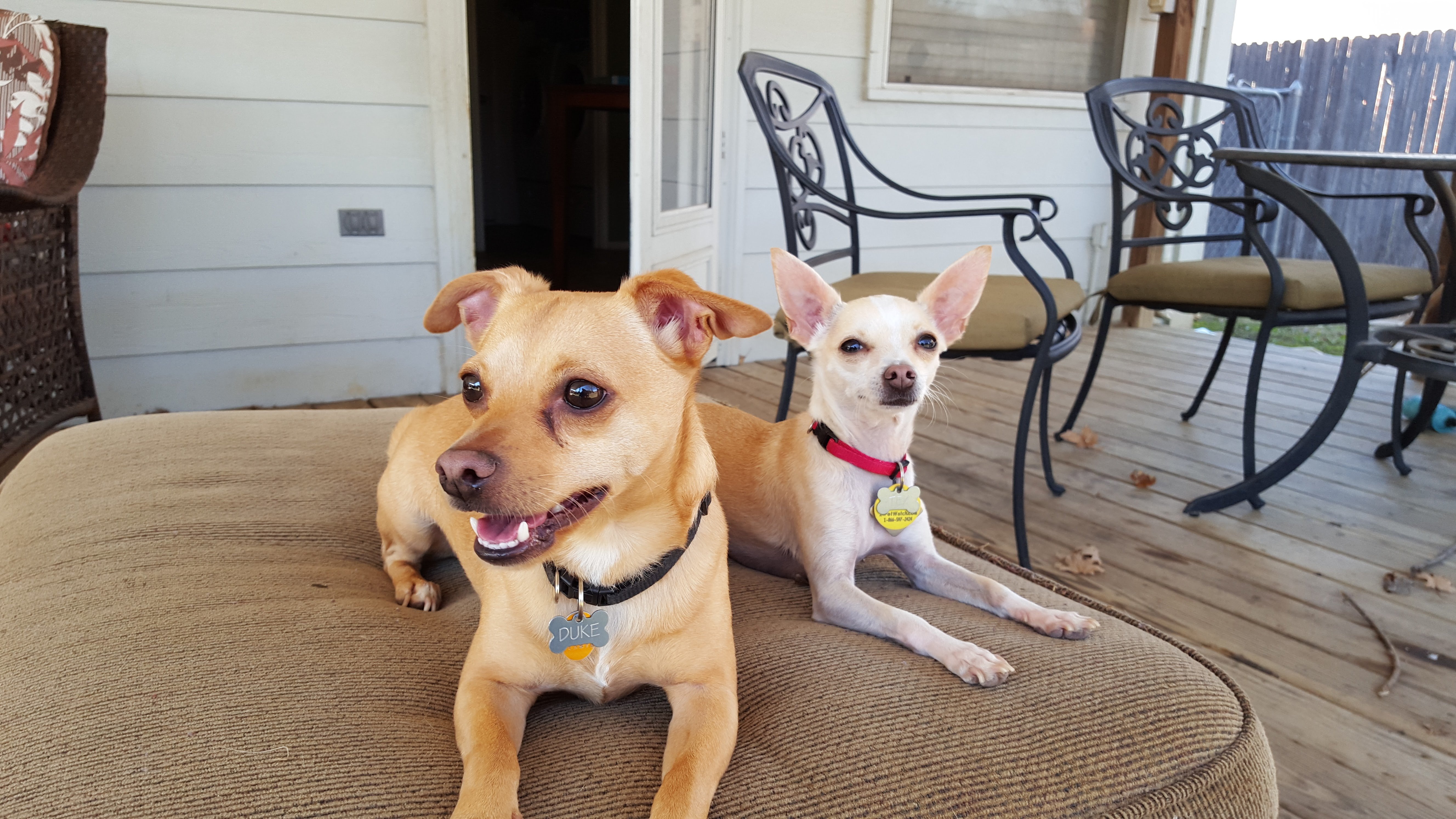 This Man’s Best Friends - Duke and Tex