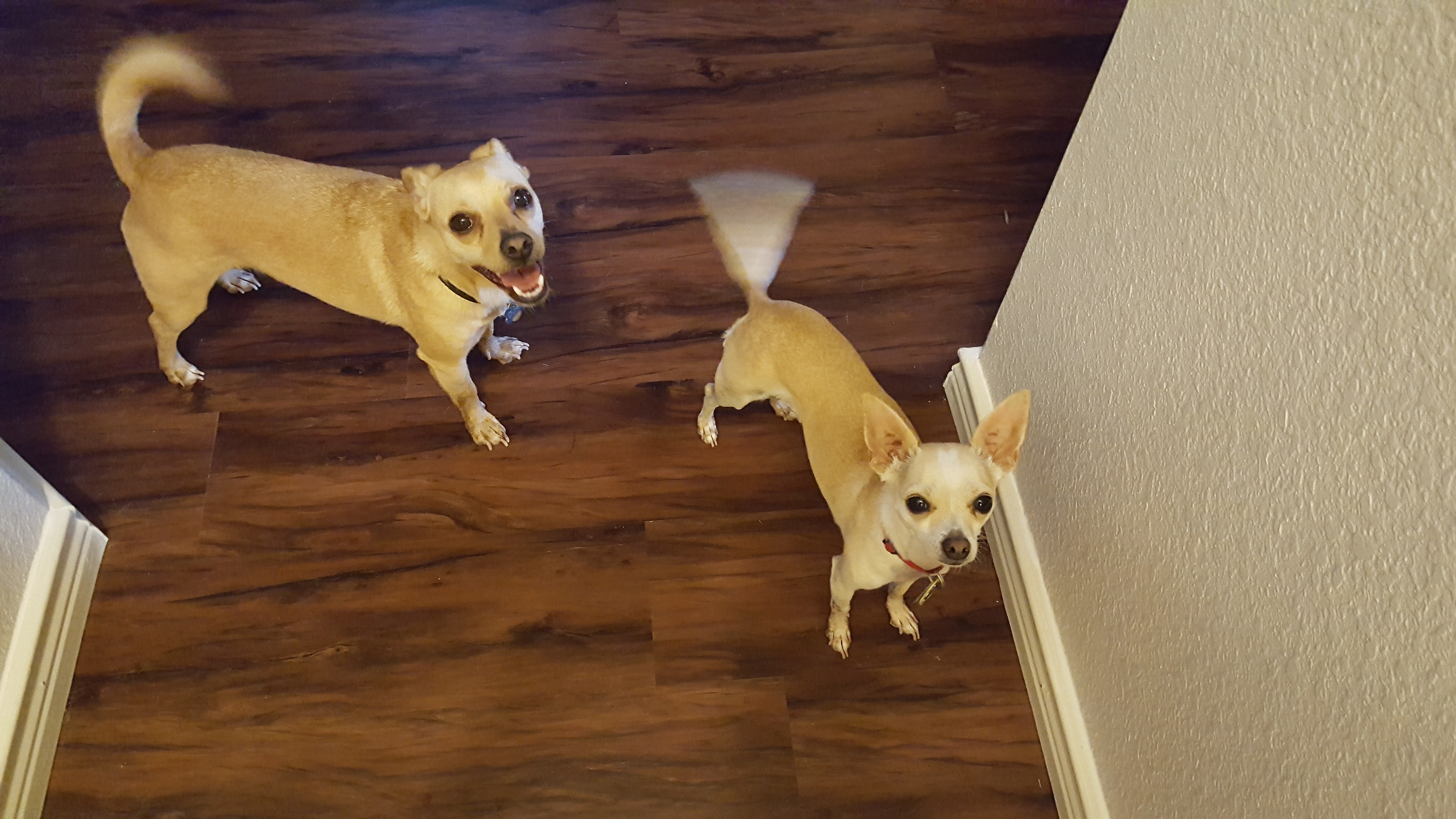 Duke and Tex begging