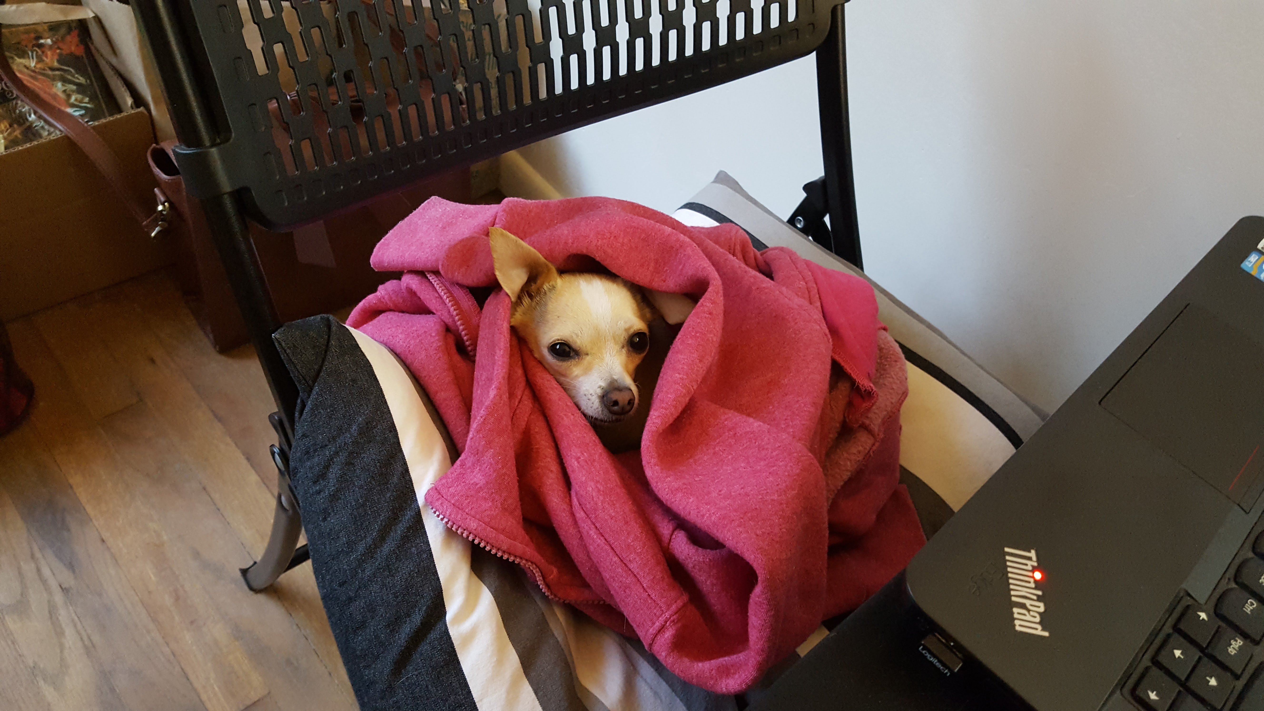 Tex and the pink jacket