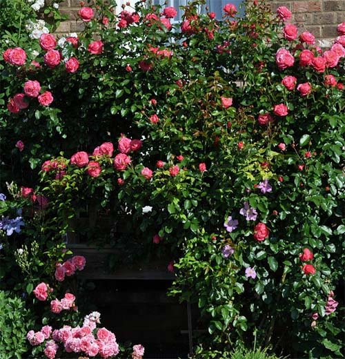 The manysided world of roses. Features and application of climbing