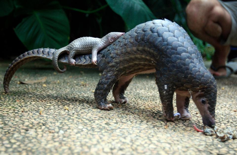 Pangolin with baby