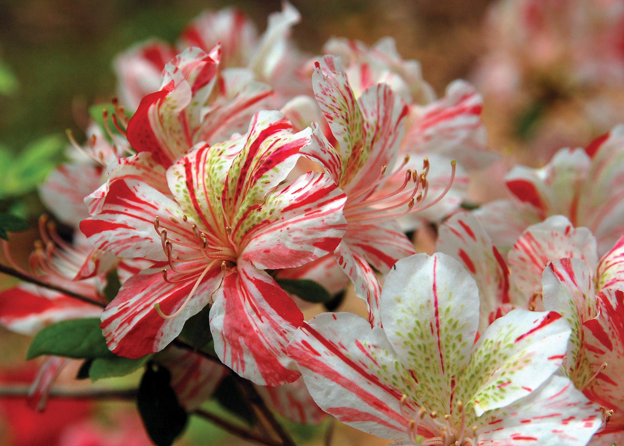 Avas Flowers Thousand Oaks | Best Flower Site