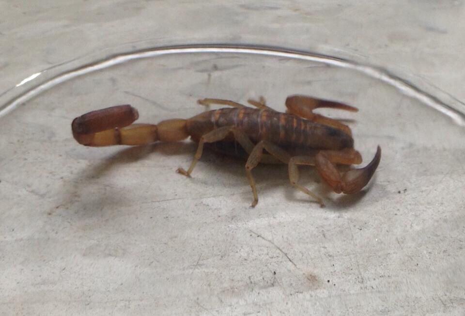 Scorpion Found At My Computer Desk Steemkr