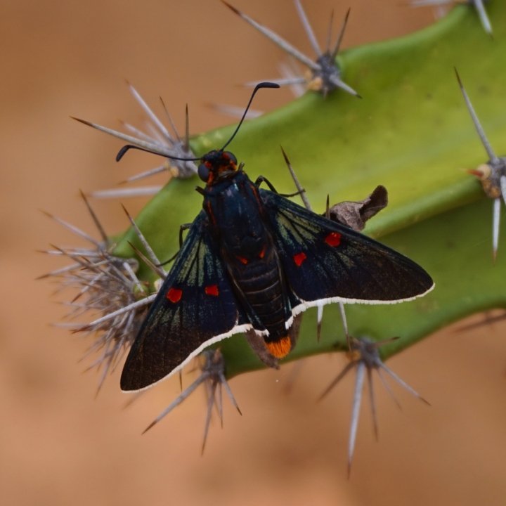 Macro Photography A Desert Moth Steempeak