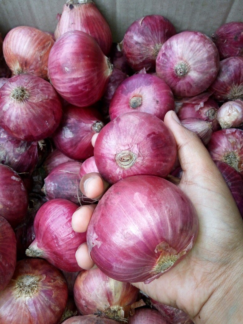 Bawang Bombay Steemkr