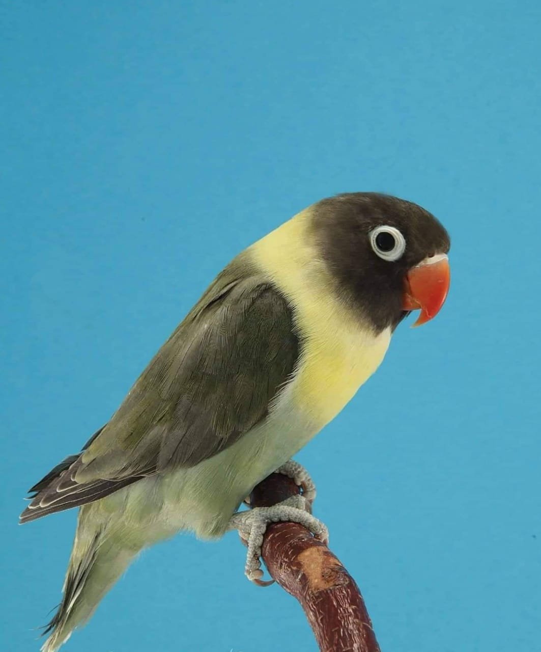 Lovebird Parblue Personatus Steemkr