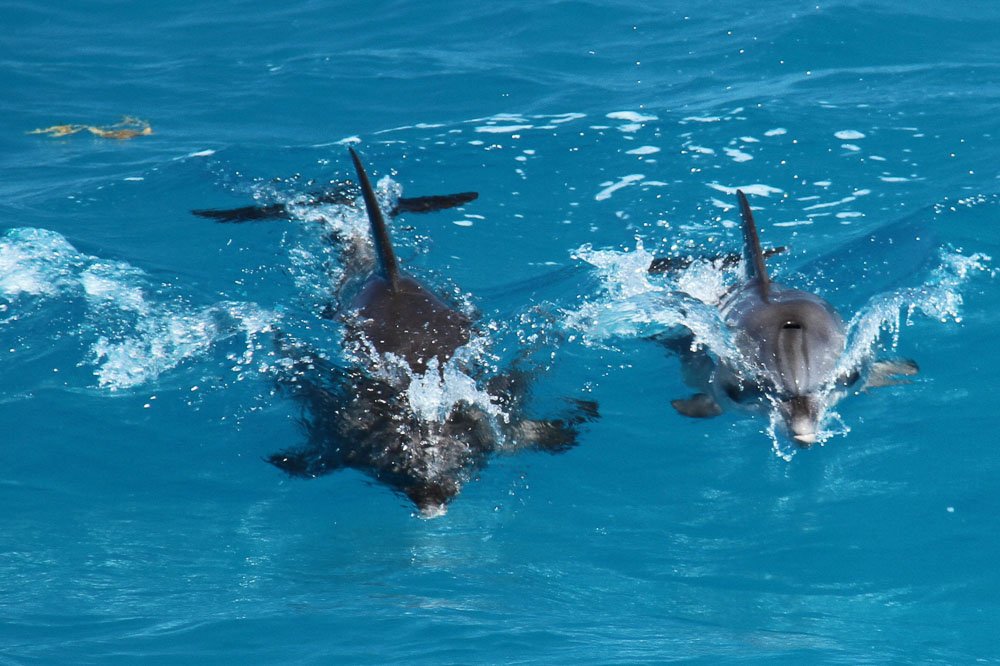 surfing-dolphins