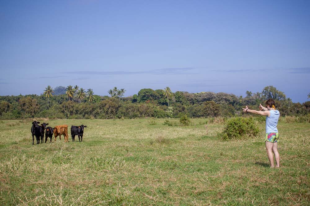 Cow Whisperer