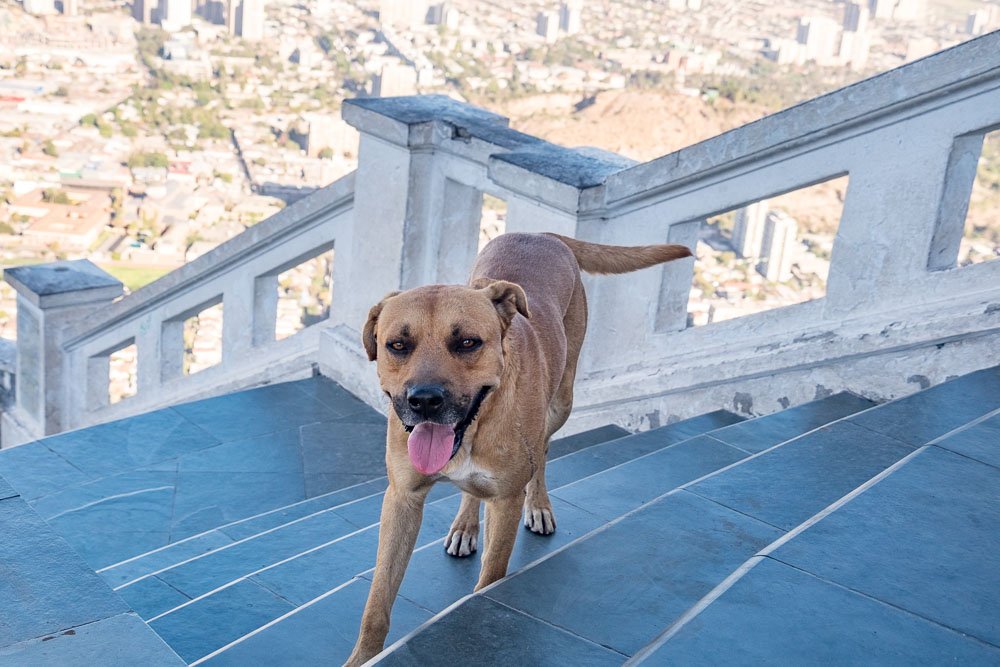 Santiago Cerro San Cristobal Dog