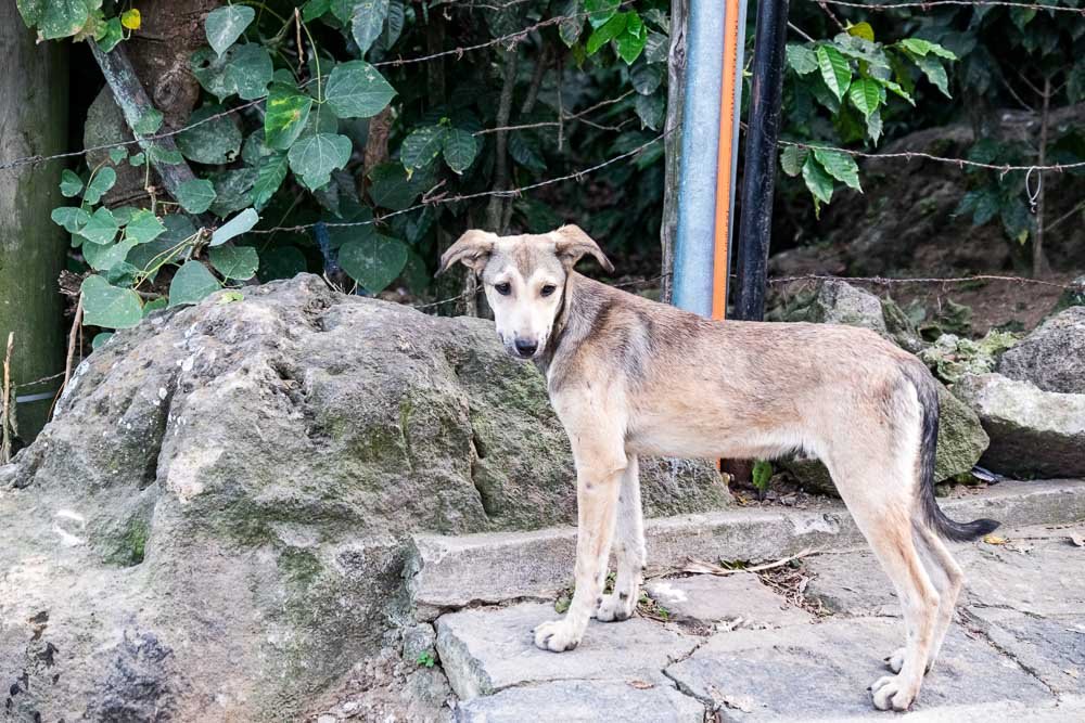 Stray Dogs Guatemala