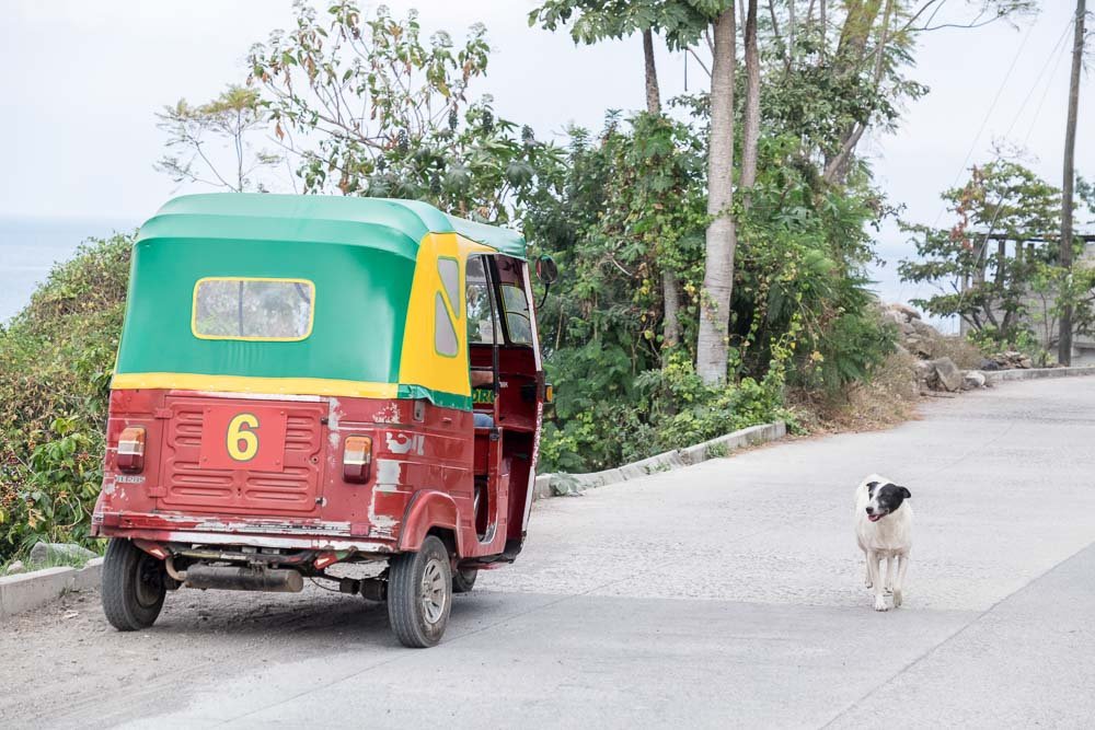 Stray Dogs Tuk Tuk Guatemala