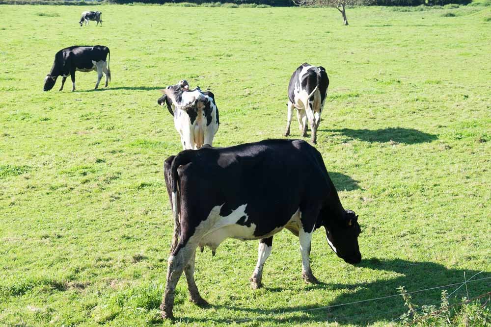 Llanes Dairy Cows