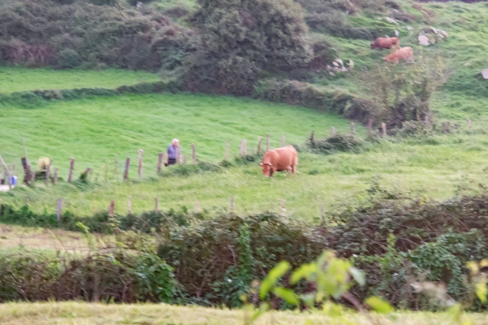 Old Man and Cow