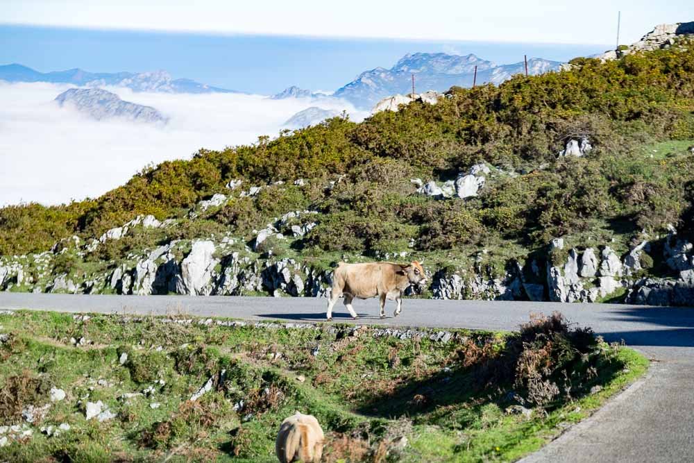 Covadonga Cow in Road