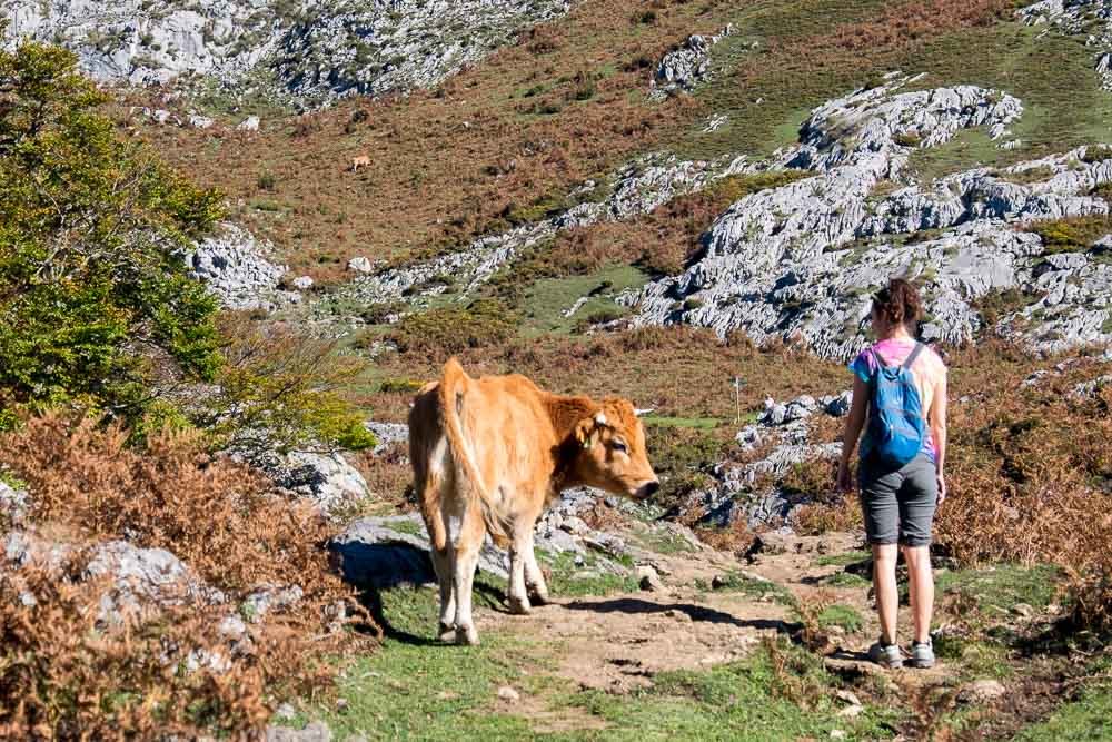 Covadonga Hiking Cow