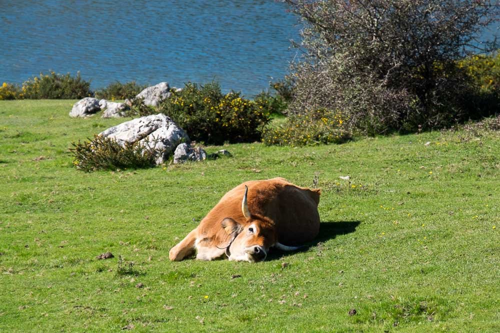 Covadonga Lazy Cow