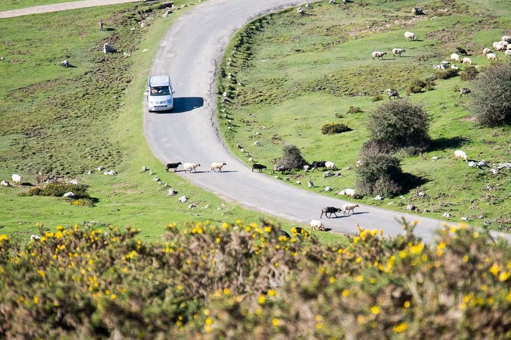 Covadonga Sheep Crossing