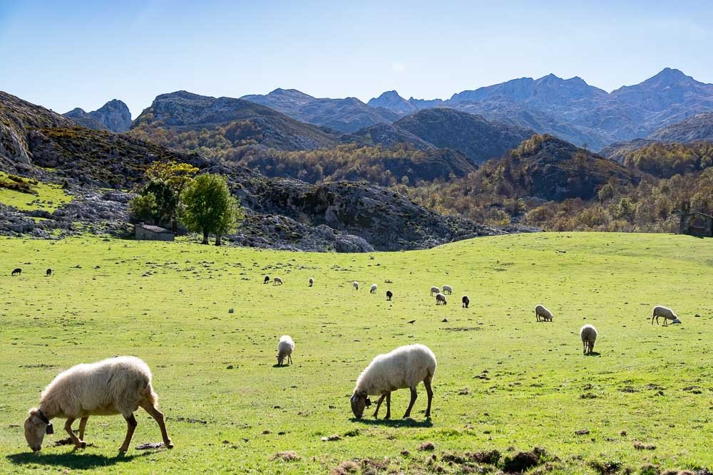 Covadonga Sheep