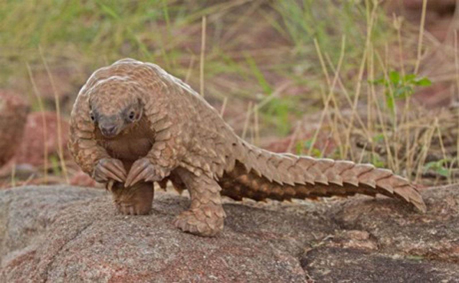 Another Pangolin