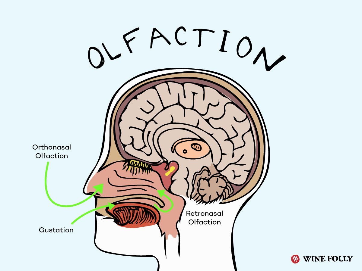 Sense Of Taste And Smell Includes Information Activity And A Video