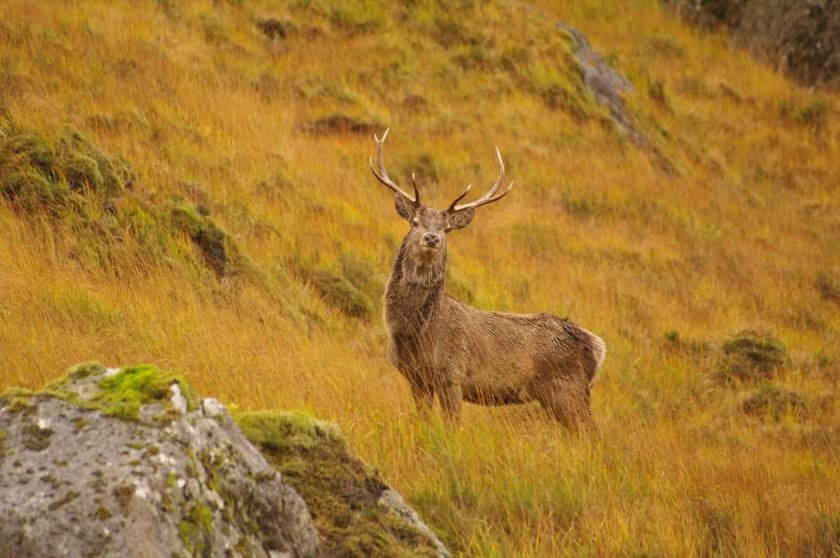 Watching red deer in the rutting season is awesome. Photo: ddh Photos/Flickr