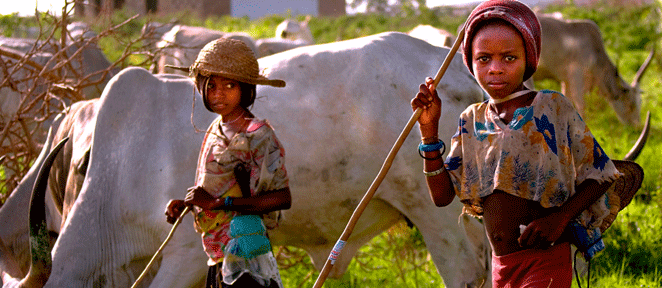 Fulani Boys with herd