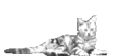 animated-cat-image-0065