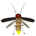 animated-insect-image-0153