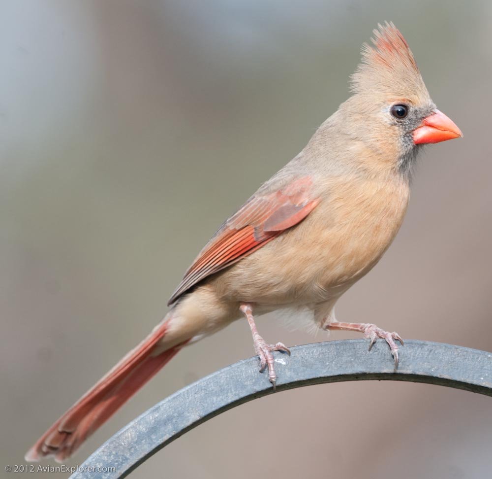 Female Cardinal