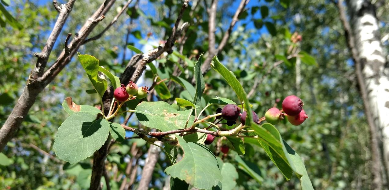 berries