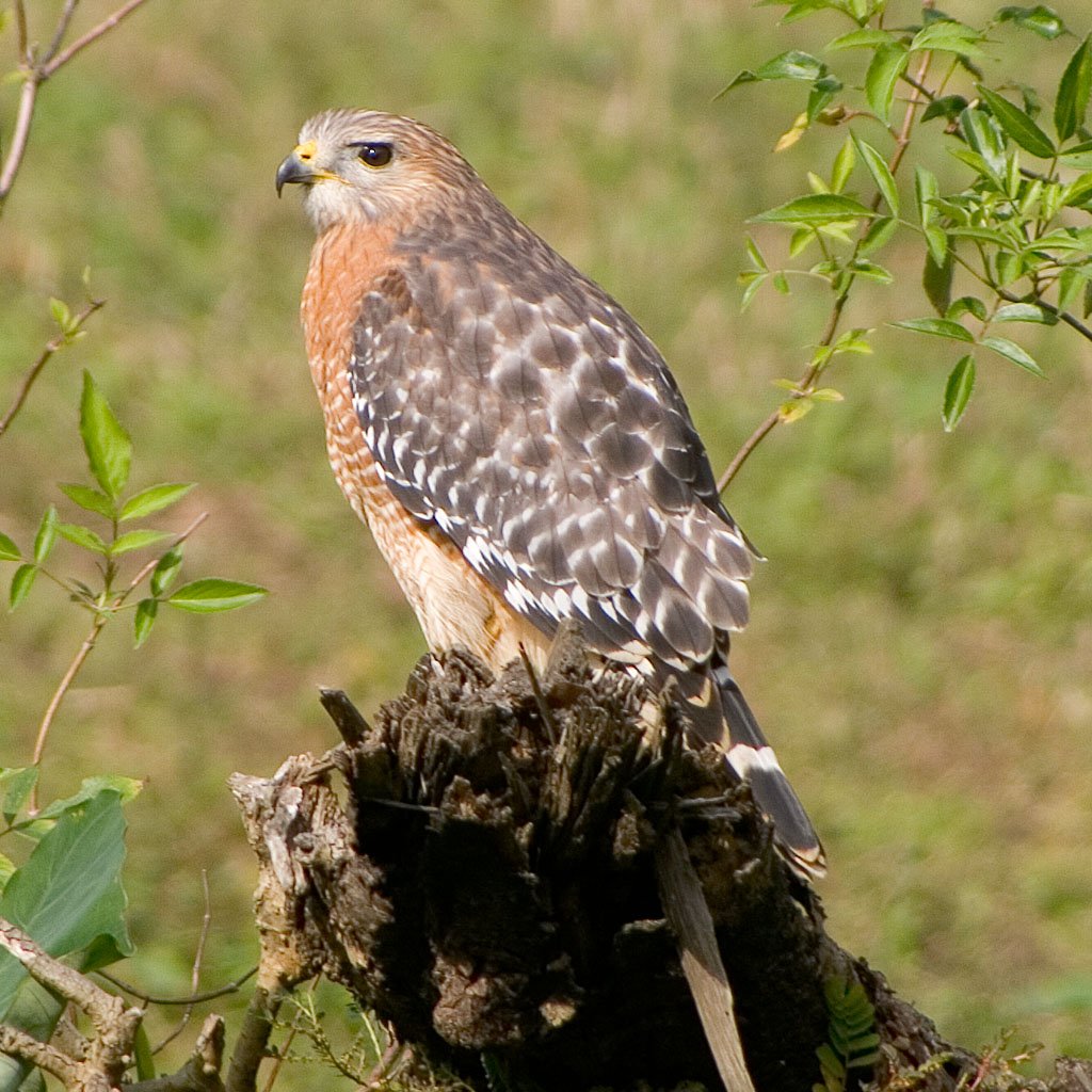 most common hawks in the eastern states common raptor most common hawks in the eastern states common raptor