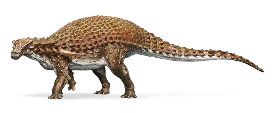 intact dinosaur fossil