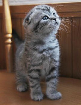 Coupari Cat Scottish Fold Highland Fold