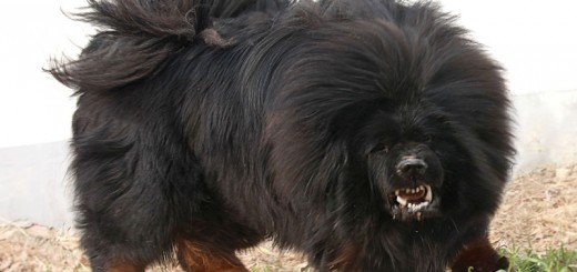 tibetan-mastiff-520x245b2d67.jpg