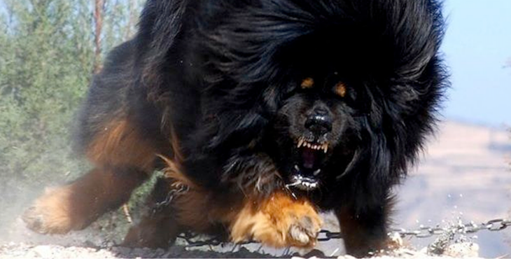 tibetan-mastiff-facts-cover-15ca0e.png