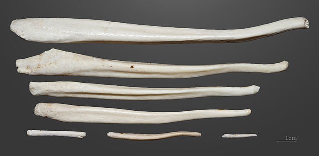 Armand_de_Montlezun_Baculum_Ursus_arctos6a172.jpg