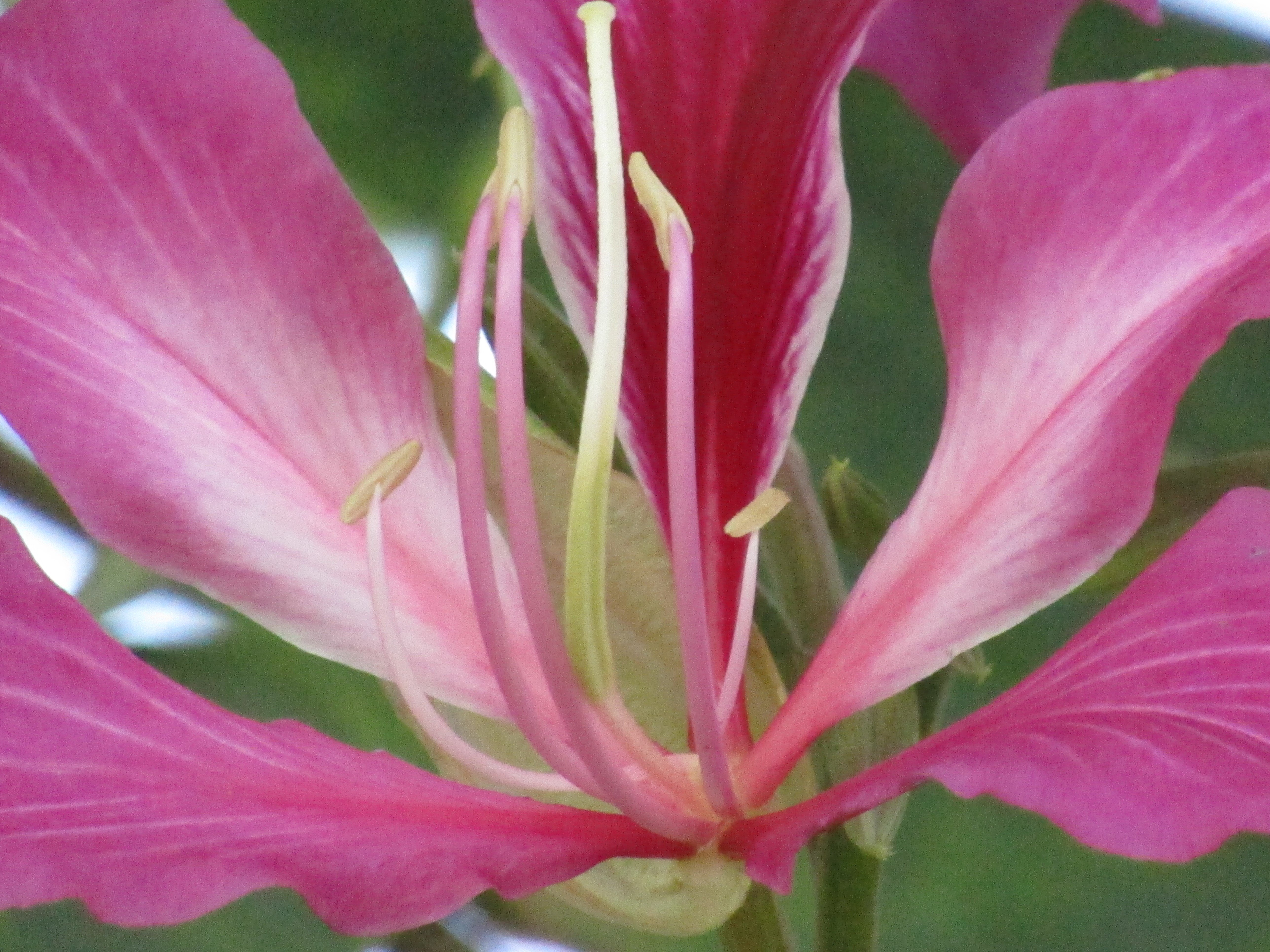 Ocho cosas que probablemente no saben acerca de los cerezos en flor - Brooklyn Botanic Garden