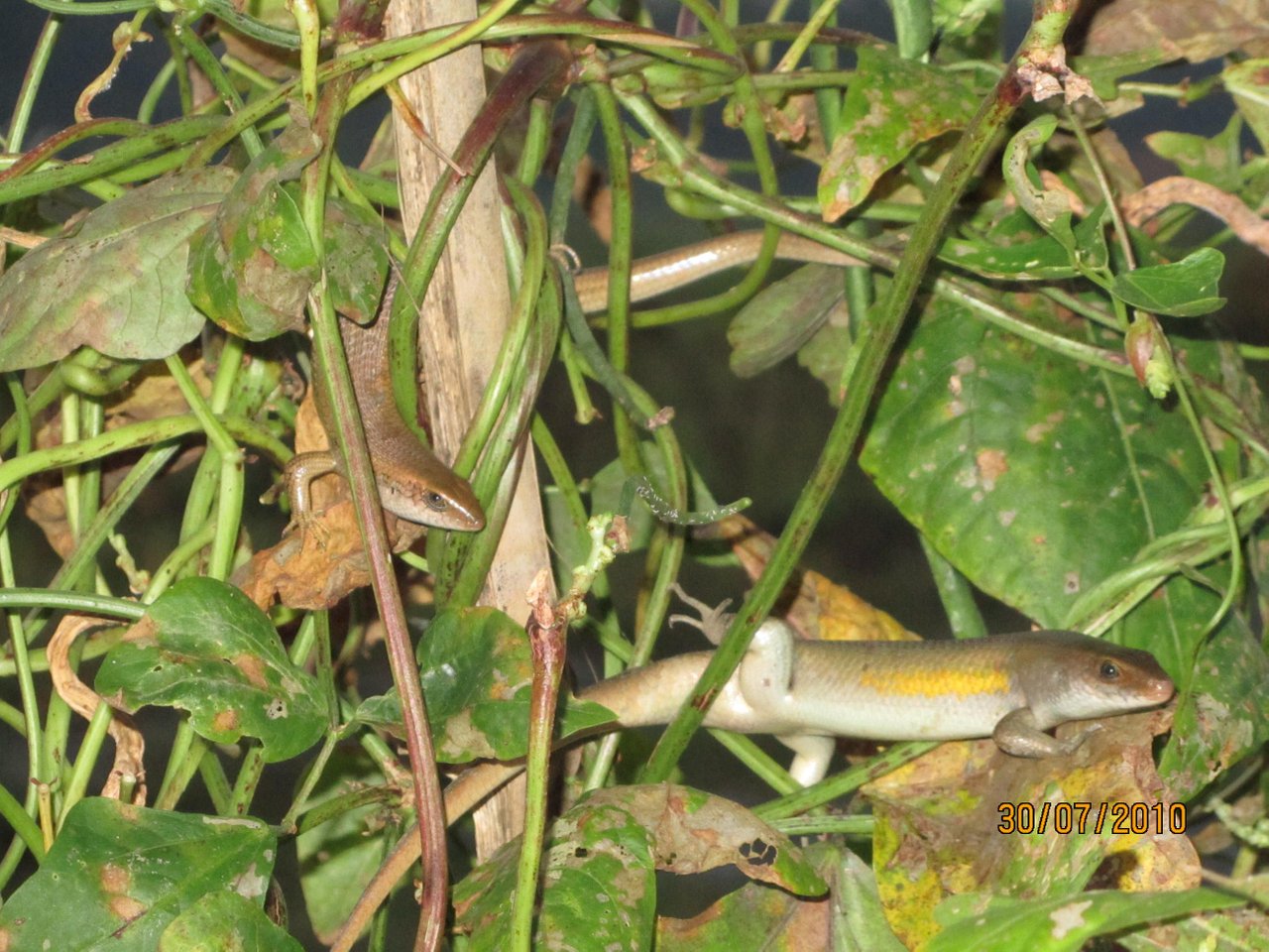 Kadalidn50729.jpg